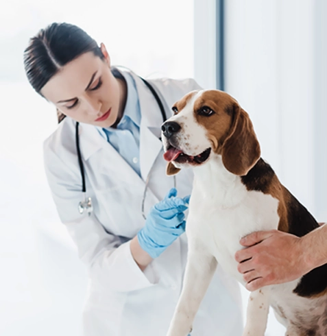 Küçükçekmece Veteriner